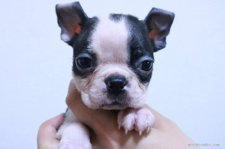 ID:2105-01873の子犬