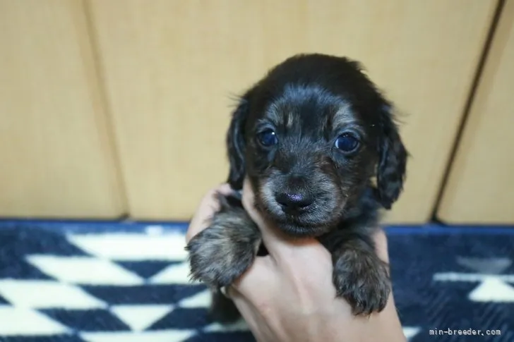 ID:2111-03370の子犬