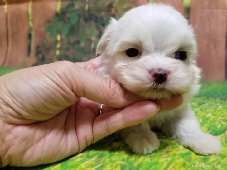 Naotese 様のお迎えした子犬