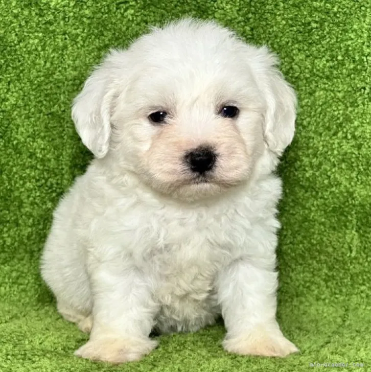 ID：2311-02510の子犬