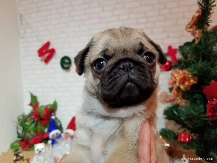 ID:1712-01372の子犬