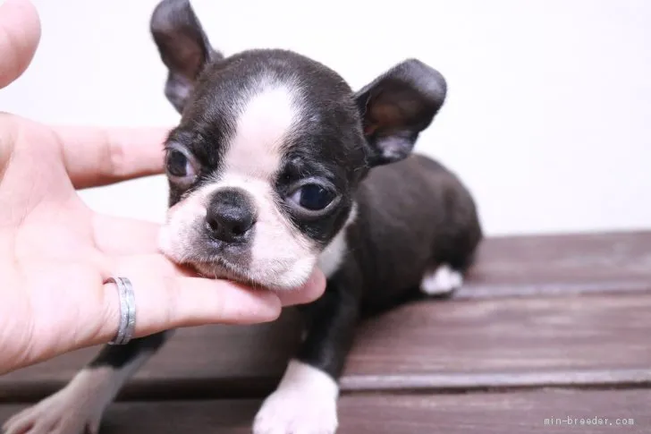 ID：2105-01197の子犬