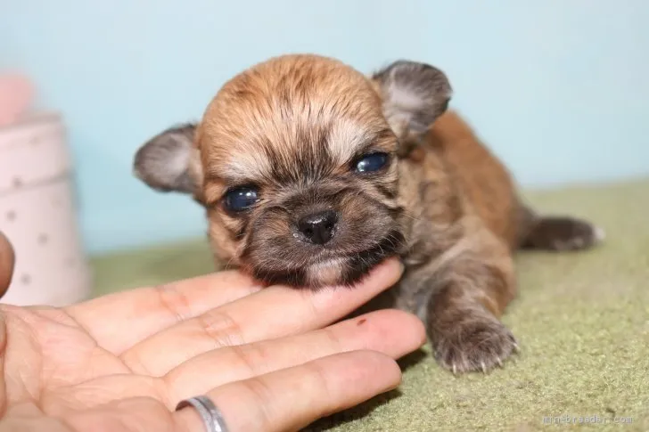 ID:2005-02030の子犬