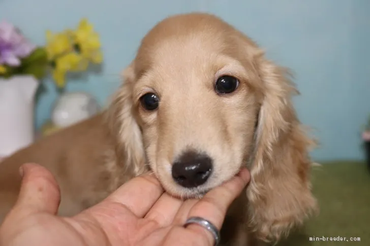 たか 様のお迎えした子犬