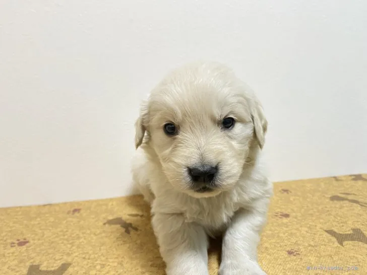 ID:2001-02855の子犬