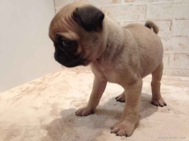 ID:1601-01285の子犬