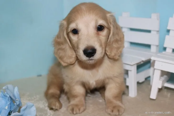 ID:2006-02185の子犬