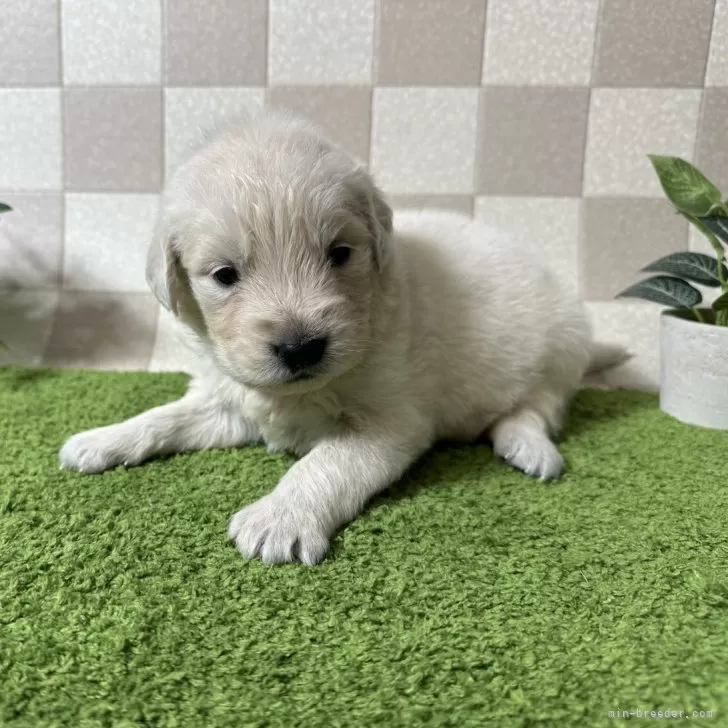 ID:2410-06824の子犬