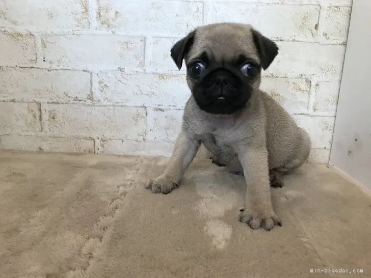 ID：1704-01697の子犬