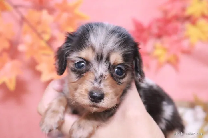 はるか 様のお迎えした子犬