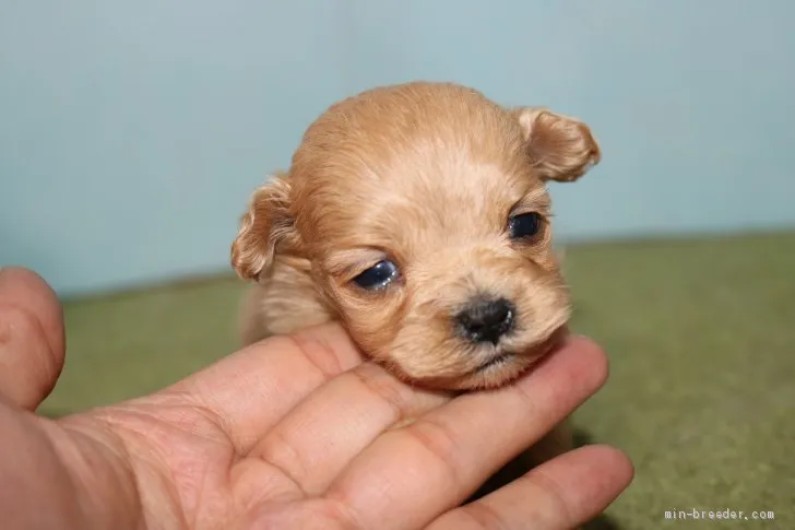 ID:2005-00318の子犬