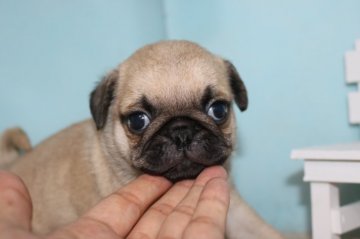 パグ【奈良県・男の子・2020年6月21日・フォーン】の写真「ぽっちゃり可愛い男の子」