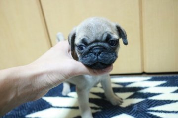 パグ【奈良県・女の子・2021年10月12日・フォーン】の写真「可愛い女の子」