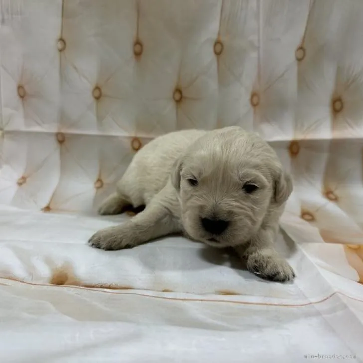ID:2212-02091の子犬