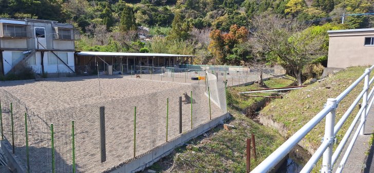 広々としたドッグランで毎日たくさん遊べます‼️雨の日でも屋根付きの広場完備。｜土谷　信隆(つちや　のぶたか)ブリーダー(大分県・柴犬など・ＫＣＪ登録)の紹介写真2