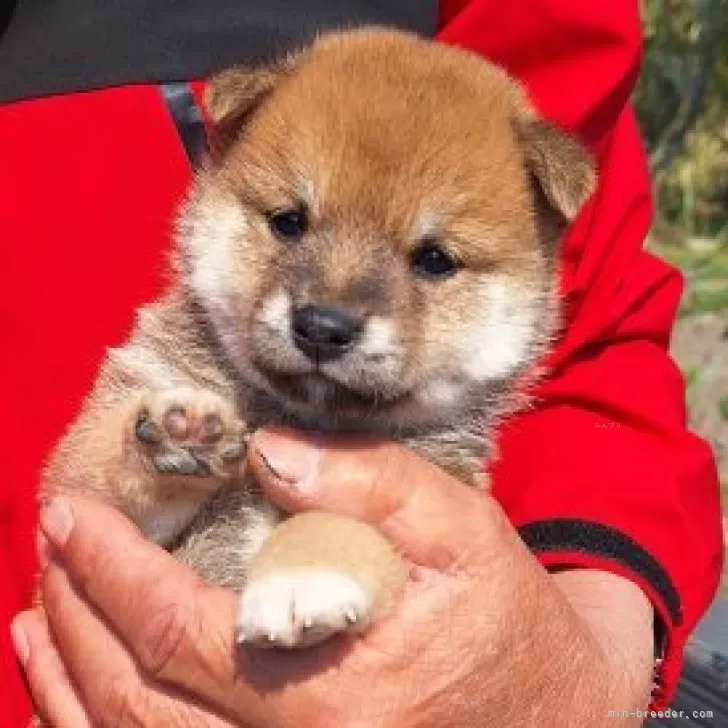 ID:2504-04112の子犬