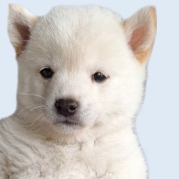 柴犬(豆柴)【大分県・男の子・2025年4月15日・白】の写真「☆おっとりマイペースくん☆」