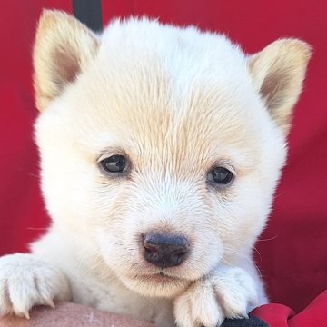 柴犬(豆柴)【大分県・男の子・2025年10月20日・黒】の写真「⭐おっとりマイペースな男の子⭐」