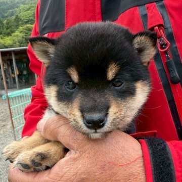 柴犬(豆柴)【大分県・女の子・2025年4月1日・黒】の写真「☆両親ともに極小サイズ☆」