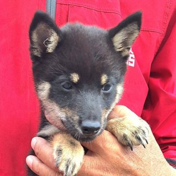 柴犬(豆柴)【大分県・女の子・2025年6月22日・黒】の写真「☆小さくて可愛い女の子☆」