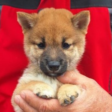 豆柴【大分県・男の子・2025年4月2日・赤】の写真「☆小柄でマイペースな男の子☆」