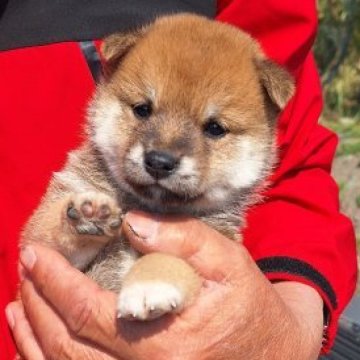 柴犬(豆柴)【大分県・女の子・2025年3月3日・赤】の写真「☆可愛い顔の女の子☆」