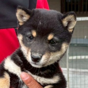 柴犬(豆柴)【大分県・女の子・2025年3月1日・黒】の写真「☆愛嬌タップリ✨キレイな顔立ちの女の子☆」