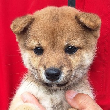 豆柴【大分県・男の子・2025年8月1日・赤】の写真「⭐おっとりマイペースな男の子⭐」
