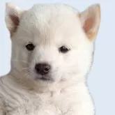 豆柴
