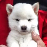 豆柴