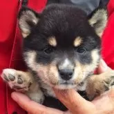 豆柴