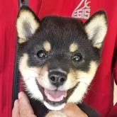 豆柴