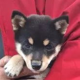 豆柴【大分県・女の子・2025年8月1日・黒】の写真4