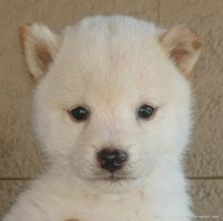 くまさん 様のお迎えした子犬