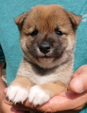 柴犬(豆柴)【大分県・男の子・2021年7月18日・赤】の写真「とても元気で愛嬌のある子です♪」