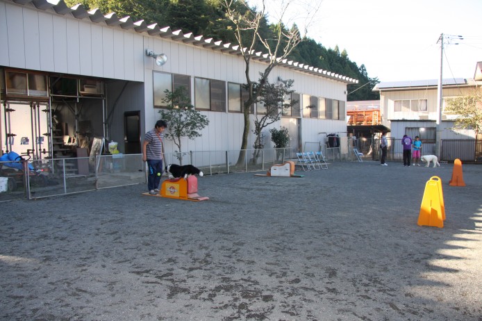 大型犬犬舎とフライボールの練習風景｜川村　治正(かわむら　はるまさ)ブリーダー(宮城県・ラブラドールレトリバーなど・JKC/日本警察犬協会登録)の紹介写真1