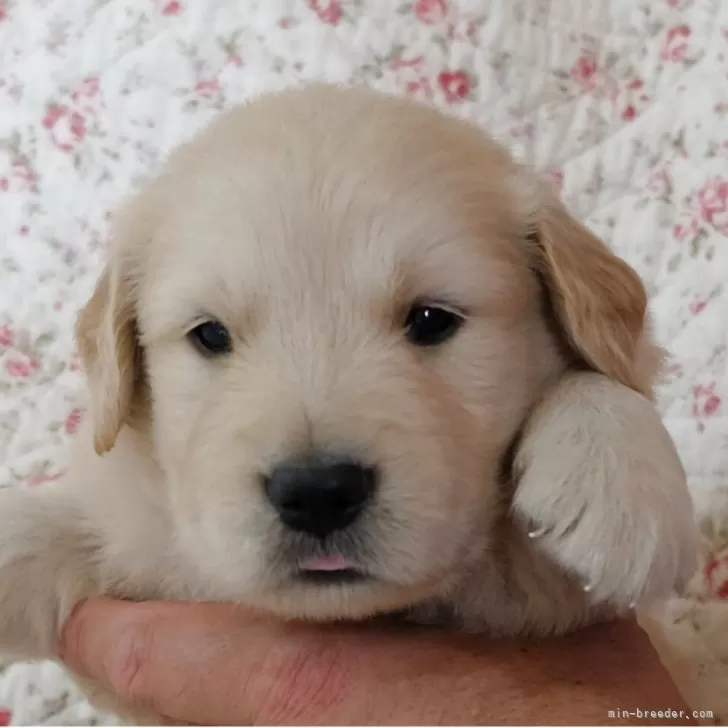 M.Y 様のお迎えした子犬