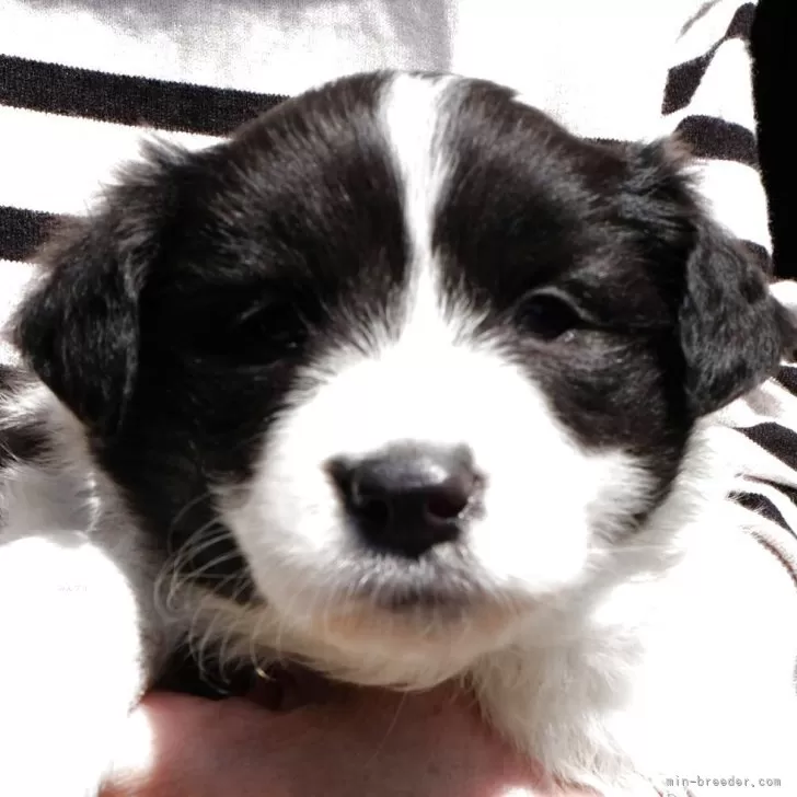 ID:2505-02167の子犬