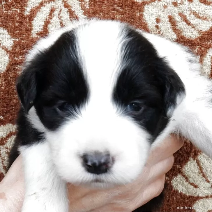 ID:2504-06757の子犬