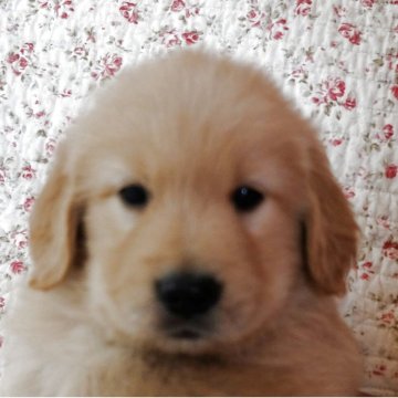 ゴールデンレトリバー【宮城県・男の子・2025年7月4日・ゴールド】の写真「良血統の発育の良い健康優良児を特価で。」