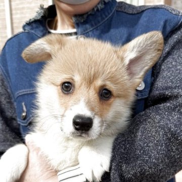 ウェルシュ・コーギー・ペンブローク【宮城県・女の子・2025年9月4日・レッド&ホワイト】の写真「可愛いお顔の女の子」