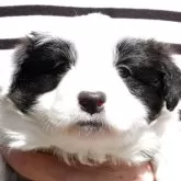 ボーダーコリー