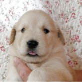 ゴールデンレトリバー