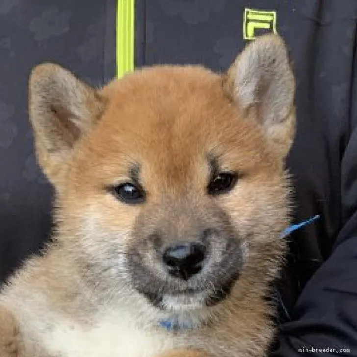 ID:2210-03755の子犬
