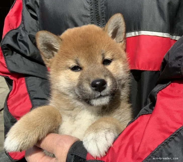 ID:2203-00287の子犬