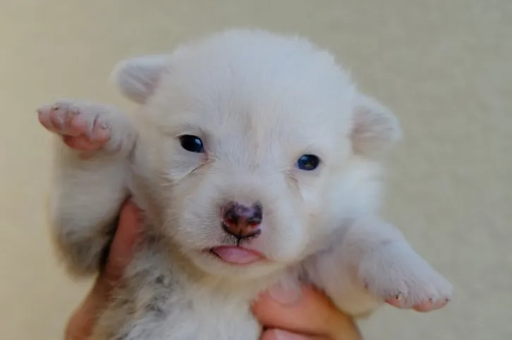 KOKO 様のお迎えした子犬