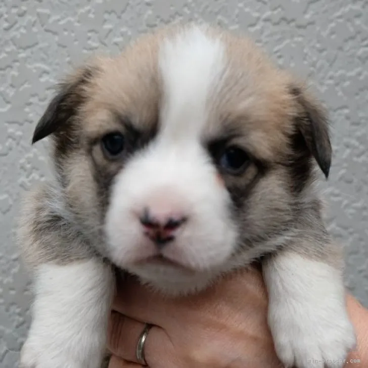 ID:2304-00377の子犬