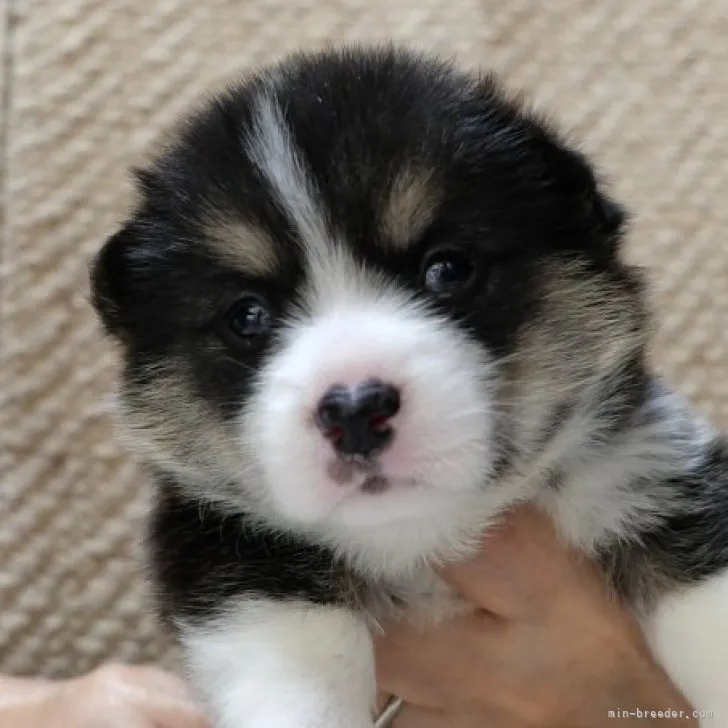 ID:2306-04615の子犬