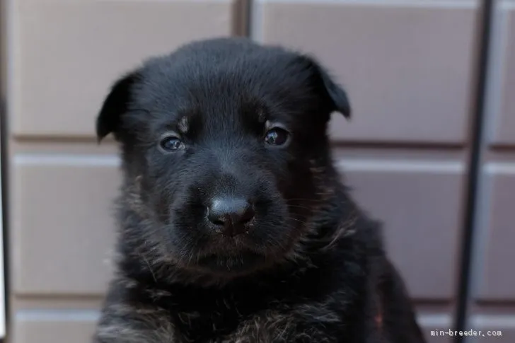 シェパーズパイ 様のお迎えした子犬