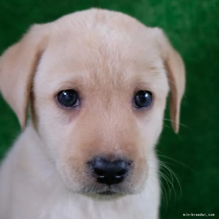 ID：2207-04815の子犬